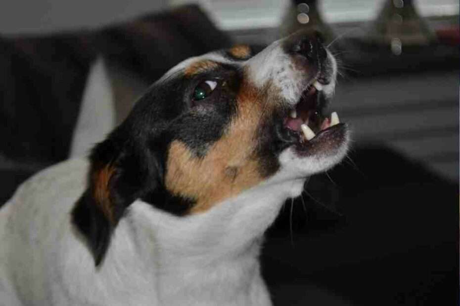 ¿Cómo hacer para que mi perro no ladre? mi perro ladra mucho cuando viene alguien a casa