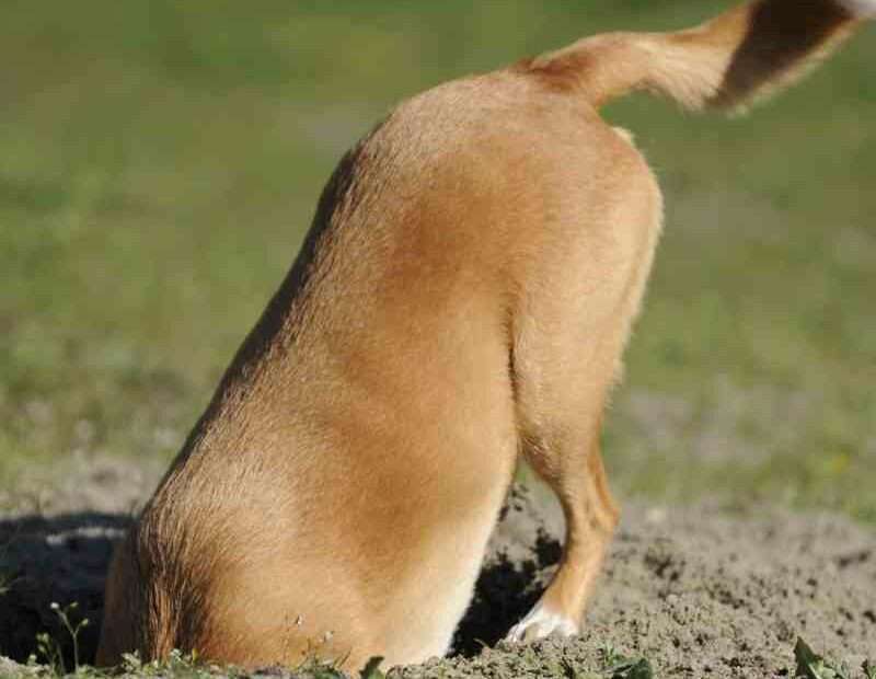 la conducta de escarbar en el jardín hoyos perros