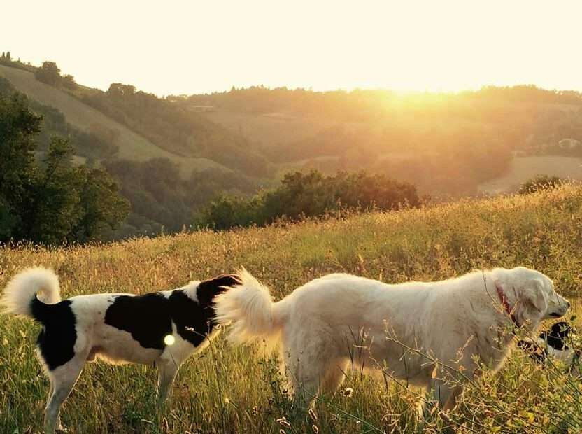 Señales de comunicación canina