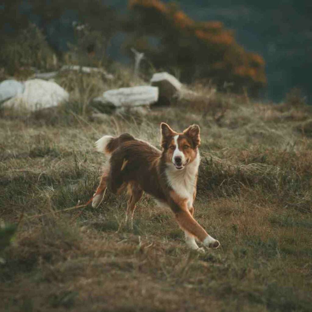 educadora canina estrés, los miedos, las fobias, los trastornos relacionados con la separación (TRS) y la ansiedad por separación (AS) en perros