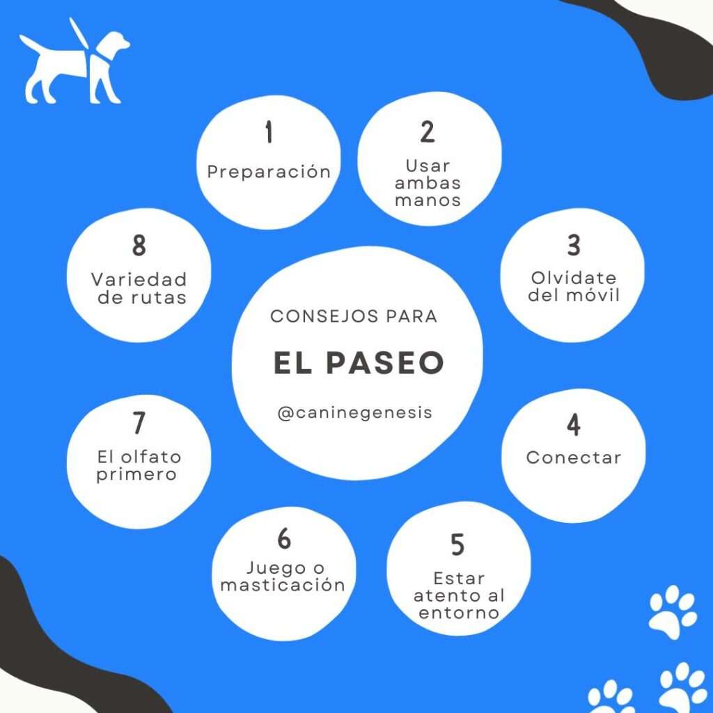 claves para pasear a tu perro