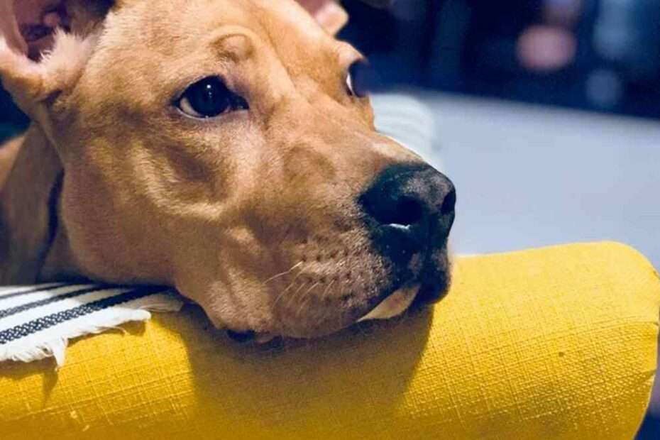 educacion-canina-trastornos-con-relacion-a-la-separacion-canine-genesis-therapy