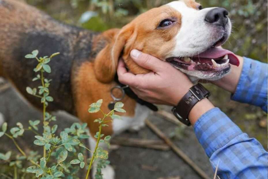 Cómo saludar a un perro de manera adecuada