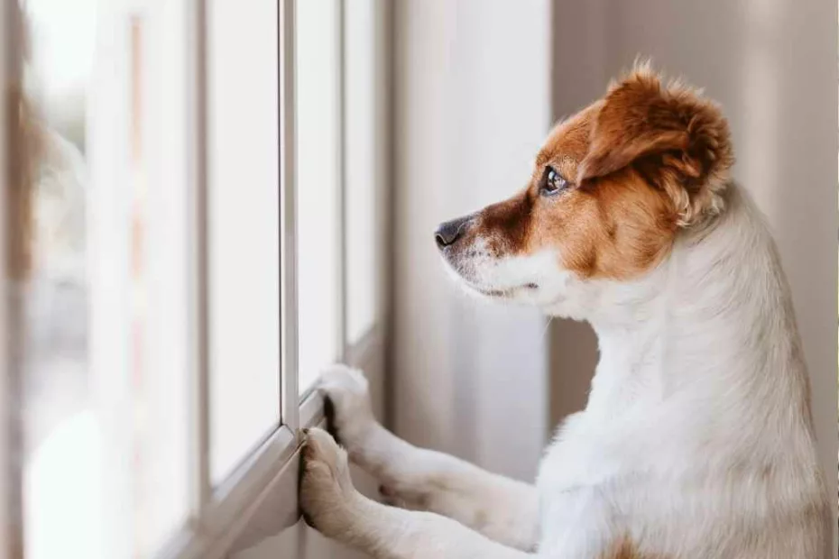 Custodia compartida de perros ¿quién se queda con el perro?