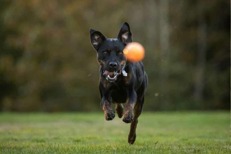 ¿Es adecuado lanzar la pelota a mi perro?