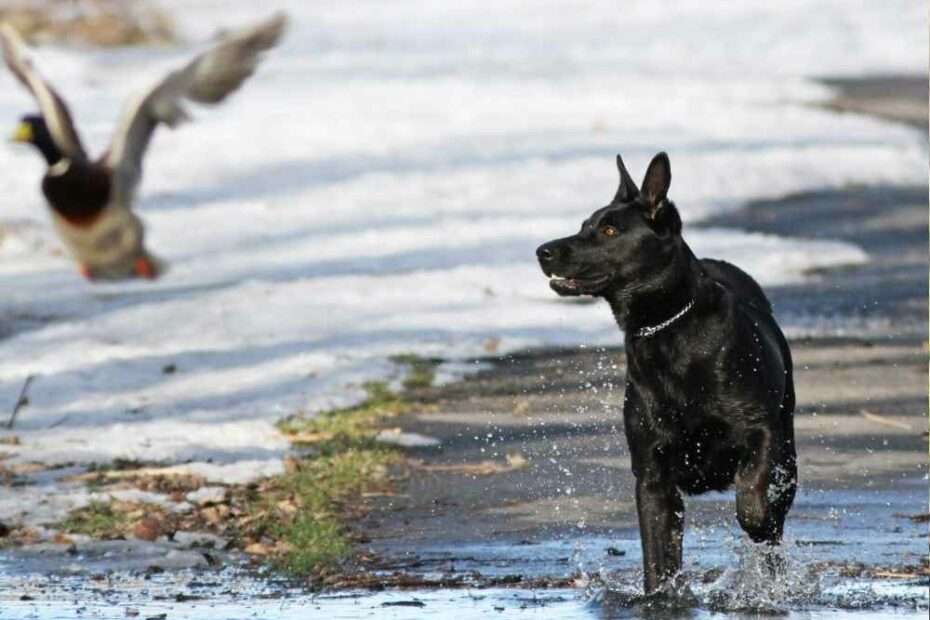 Secuencia Predatoria en Perros: Cómo Satisfacer Instintos Naturales
