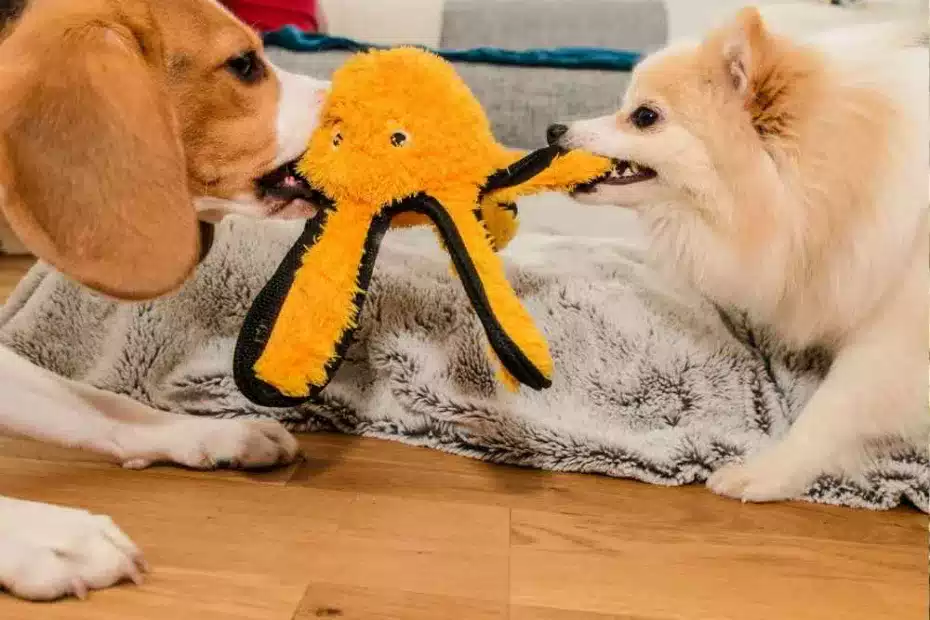 Comunicación intraespecífica de los perros: ¿qué dice la mirada de un perro?