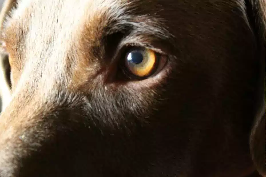 La dilatación pupilar en perros