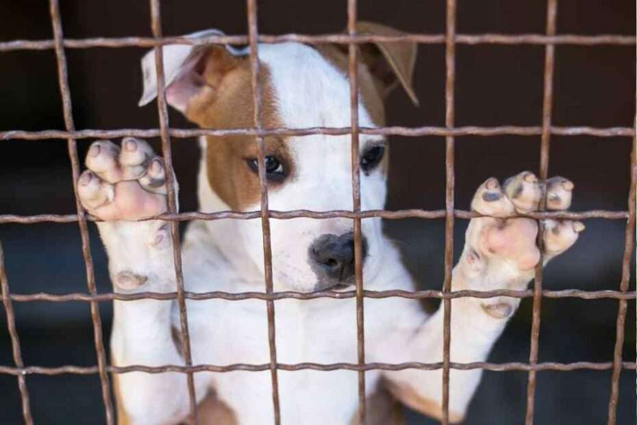 impacto del origen del perro en la manifestación de comportamientos problemáticos en la edad adulta