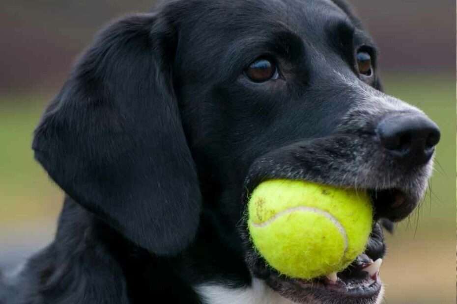 Ludopatía canina: ¿pueden los perros desarrollar adicción a los juegos?