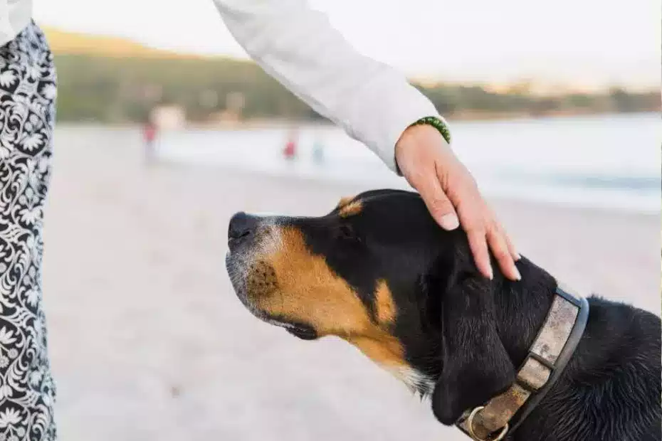 ¿Qué hago si mi perro está incómodo saludando a otra persona?