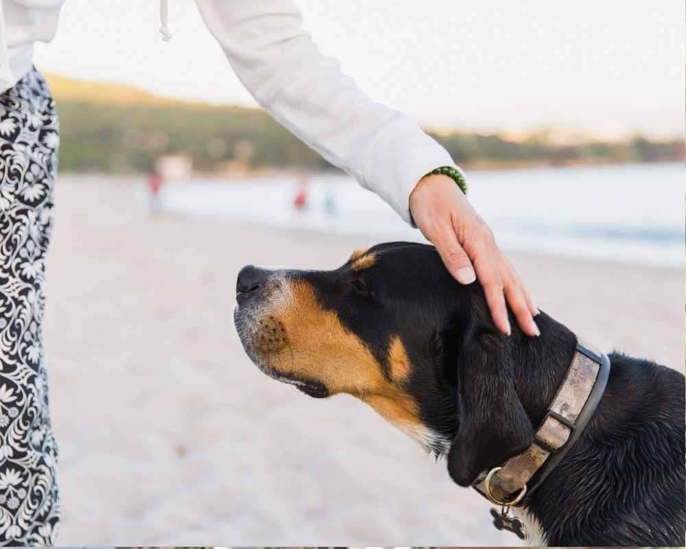 ¿Qué hago si mi perro está incómodo saludando a otra persona? - Canine ...