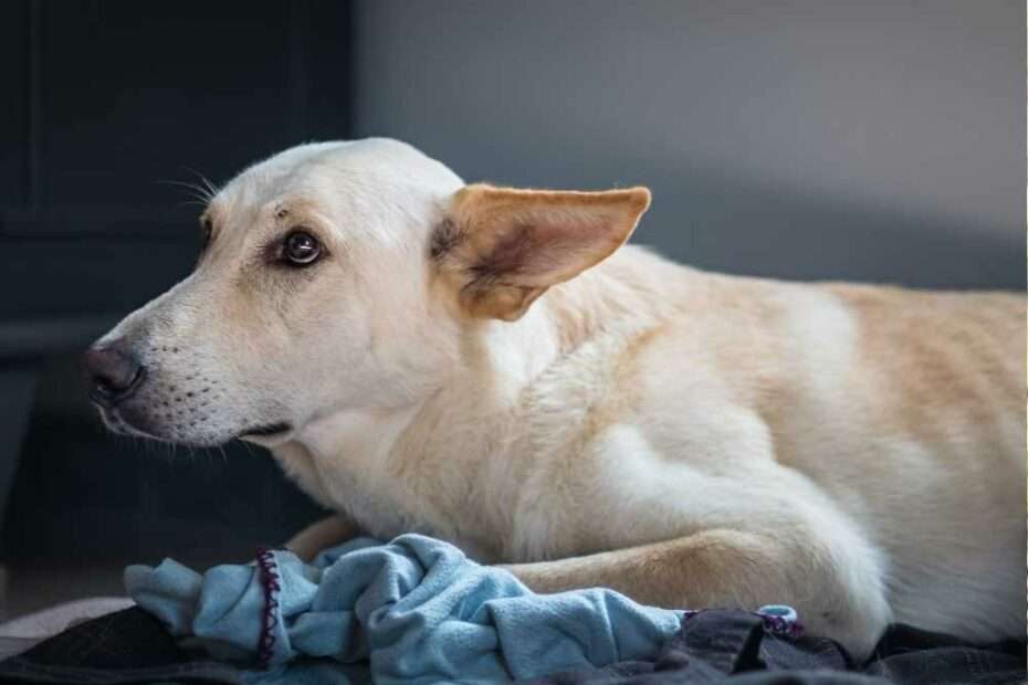Pirotecnia: ¿Qué debo hacer si mi perro tiene miedo a los fuegos artificiales?