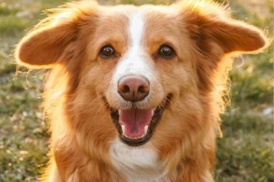 Qué emociones sienten los perros