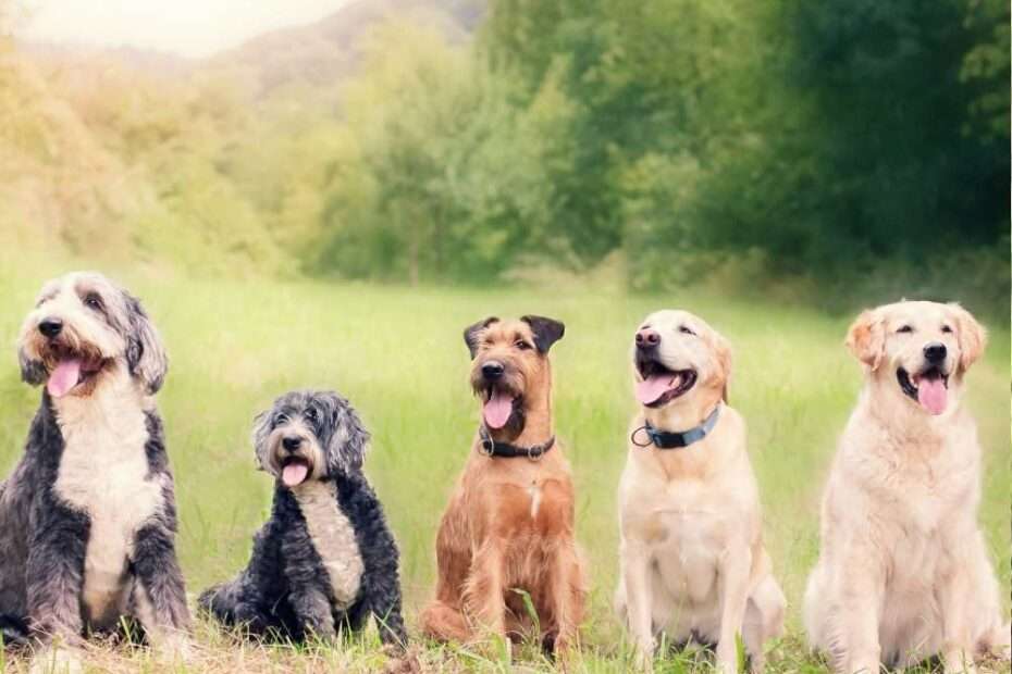 diferencias entre Neurotransmisores y hormonas en perros y su rol en el estrés