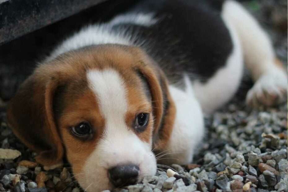Estrés y la importancia de las experiencias tempranas en los perros