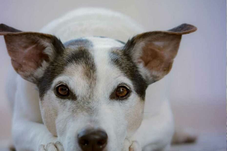 El estrés canino: ni bueno ni malo, simplemente natural
