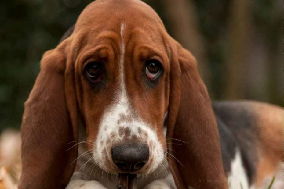 reducción de estrés en perros