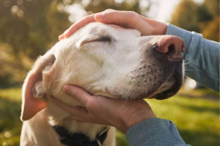 Cuál es la personalidad de tu perro según la ciencia