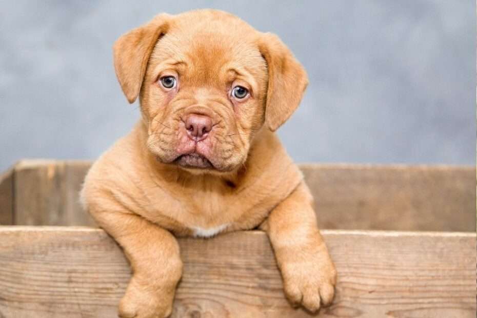 Neuroplasticidad en perros