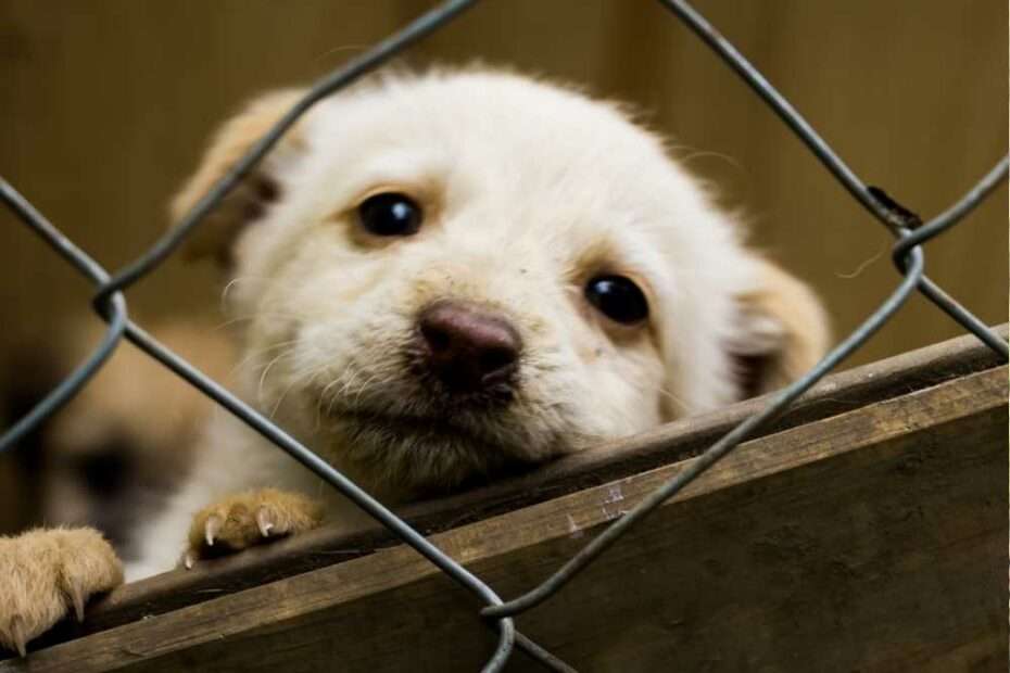 Perros en cautiverio enriquecimiento ambiental