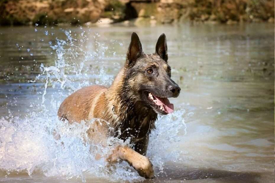 Perros detectan enfermedades