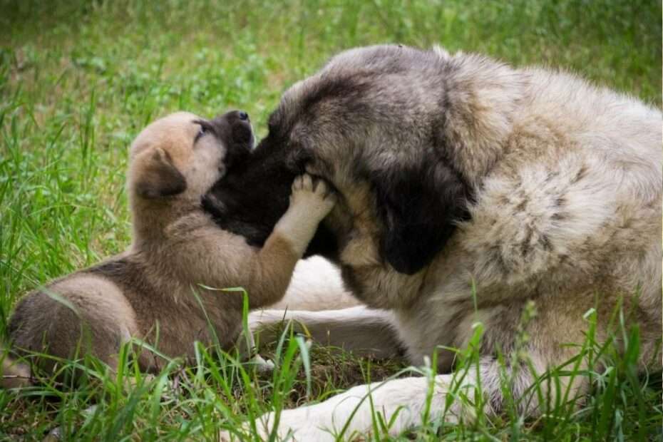 las madres perrunas educan a sus cachorros mediante la fuerza
