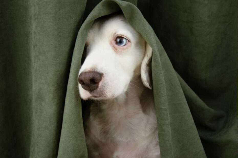 TEPT El Trastorno de Estrés Postraumático en perros