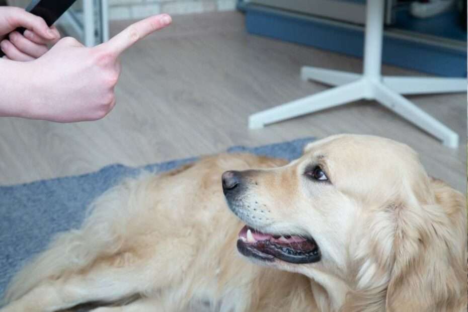 decir no a tu perro educacion canina respetuosa y amable