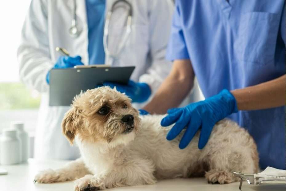Visitas al veterinario perro miedo estrés qué hacer educador canino