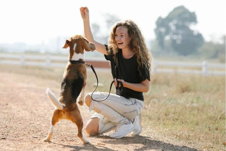 Por qué tu perro solo responde durante las sesiones de entrenamiento y cómo corregirlo