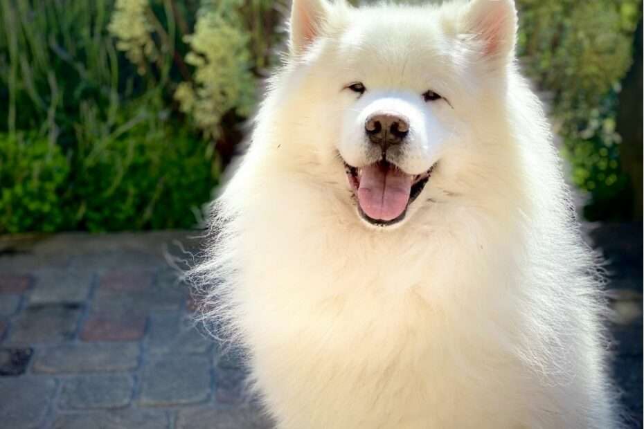 comunicación canina entender tu perro