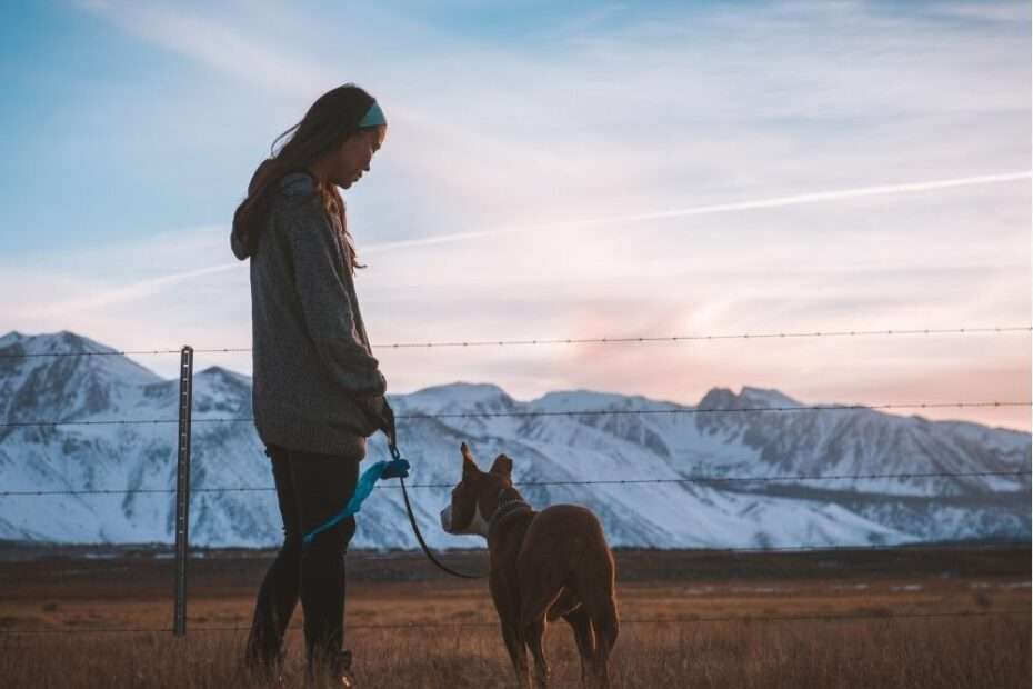 Tu perro te ignora en la calle , cómo hacer que mi perro me ponga atención en la calle paseos