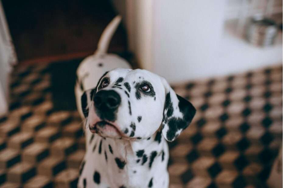 Referencia social tu perro te mira qué significa