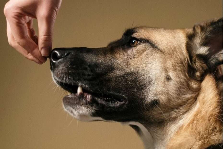 Dopamina en perros aprendizaje entrenamiento adicción