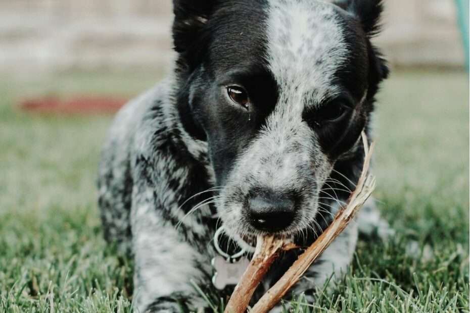 Masticación en perros conducta predatoria secuencia de caza