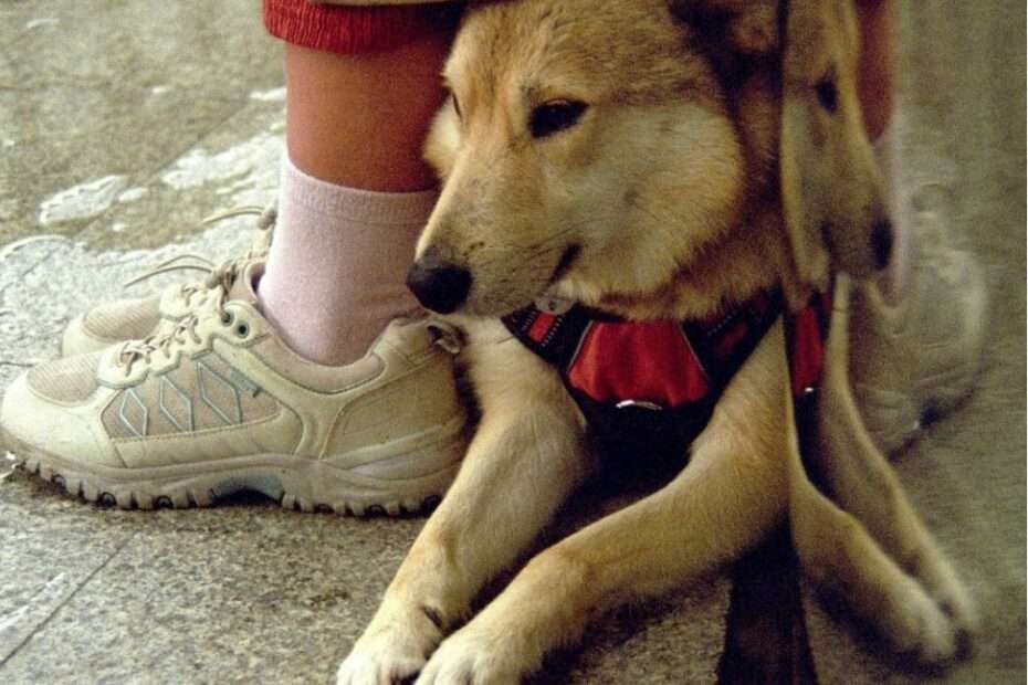 miedo a lluvia y tormenta en perros