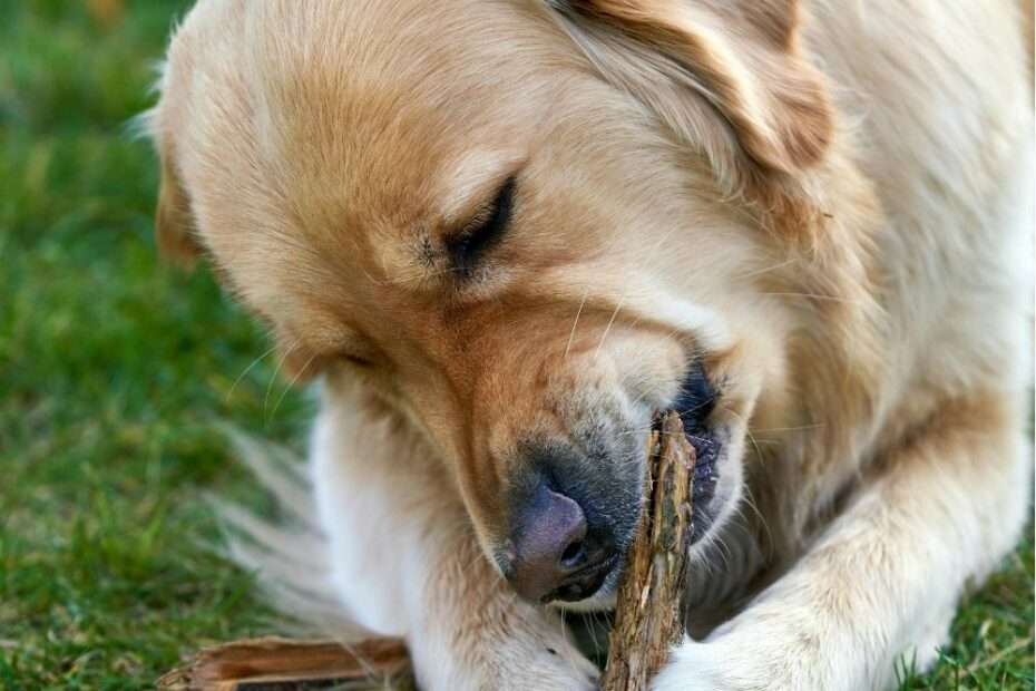 Masticación en perros estrés bienestar masticables