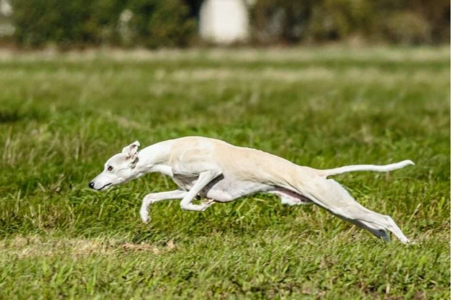 conducta de persecución en perros conducta predatoria instito de presa