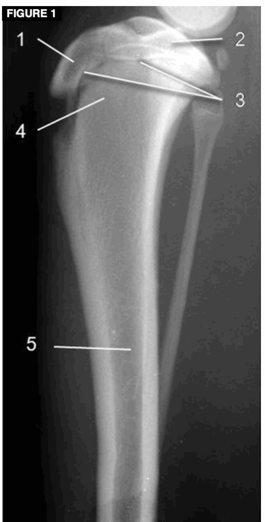 Crecimiento en cachorros: cómo funcionan las placas de crecimiento y por qué el ejercicio debe ser controlado