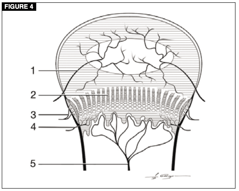 crecimiento en cachorros Irrigación sanguínea de la placa epifisaria